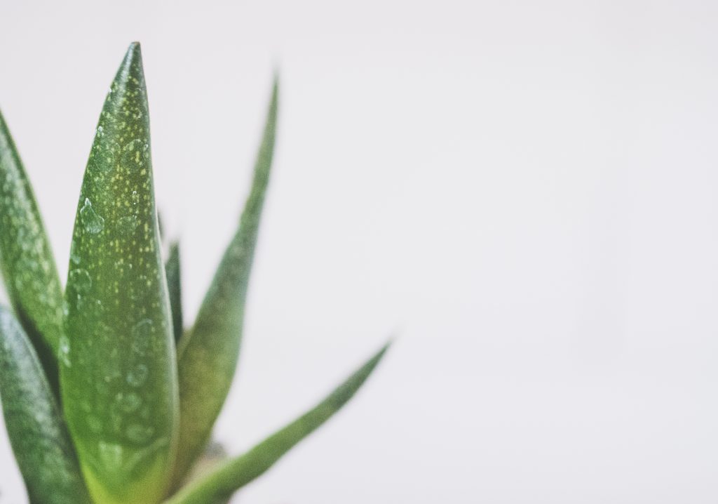 najzdrowsze kwiaty do sypialni - aloes